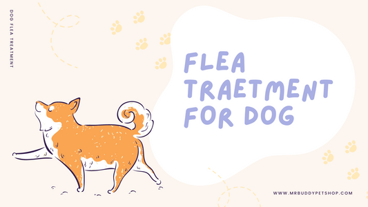 Flea Treatment for Dogs - Everything About Dog Treatment