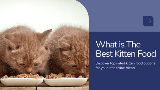 What is the Best Kitten Food