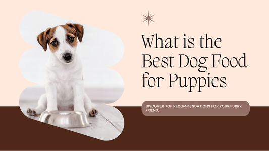 What is the Best Dog Food for Puppies